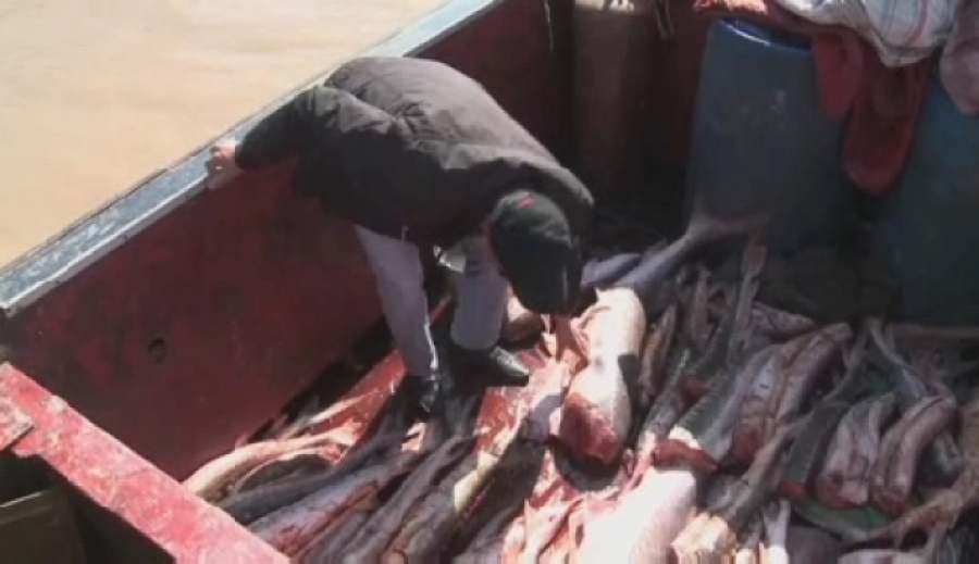 В Атырауской области из незаконного оборота изъяли 12 тонн рыбы
