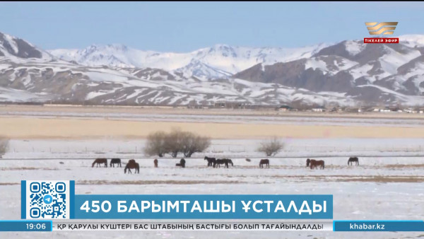 Мал ұрлығы: 450 барымташы ұсталды