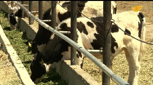 &laquo;Ас арқау&raquo;. Шұжық өнімі, томат пастасы, лимонад