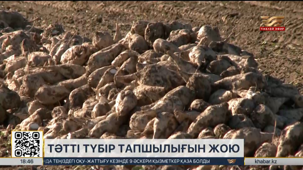 Оңтүстікте қант қызылшасын жинау науқаны басталды