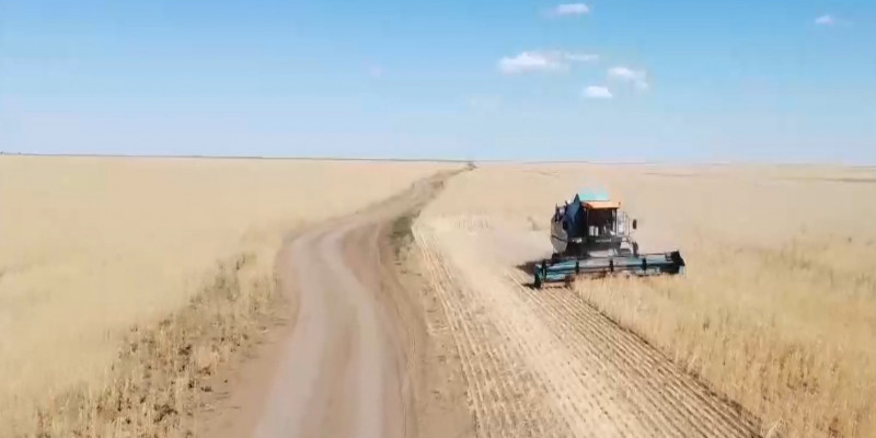 Братья из Костанайской области используют новую технологию посевов пшеницы