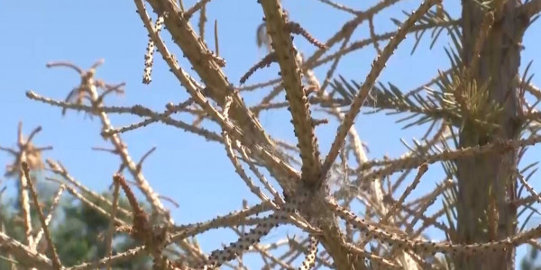 827 млн тенге выделено на зеленые насаждения в Талдыкоргане