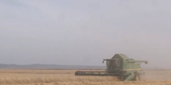 Кувейт инвестирует 1,5 млрд долларов в переработку зерна в РК