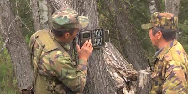 Браконьеры попали в объективы фотоловушек в ВКО