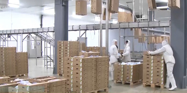 Макинск құс фабрикасының екінші кезеңі іске қосылды