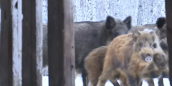 Вспышка африканской чумы: запрещен ввоз живых свиней в Казахстан