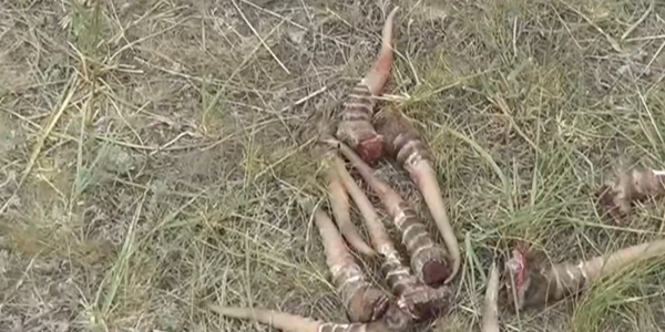 95% редких степных антилоп всего мира находятся в Казахстане