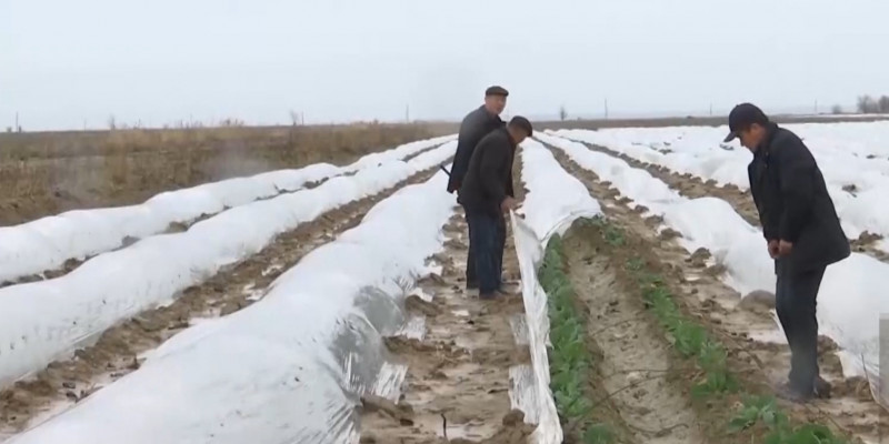 Аграрии Туркестанской области не могут завершить весенне-полевые работы