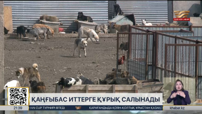 Қаңғыбас иттерге құрық салынады