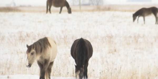 Қостанай облысында мал ұрлығы азаймай тұр