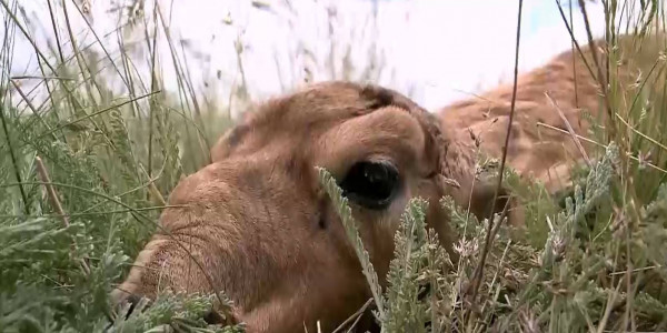 Как будет регулироваться количество сайги на территории Казахстана?