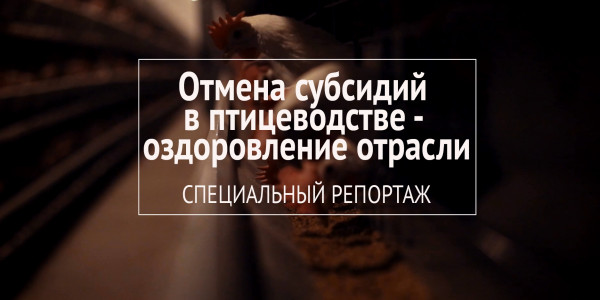 Специальный репортаж. Отмена субсидий в птицеводстве - оздоровление отрасли