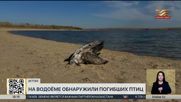 Погибших птиц обнаружили на водоёме в Актобе