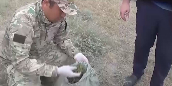 Жамбыл облысында синтетикалық есірткі сатушылар ұсталды