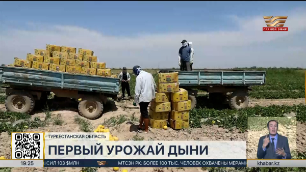 Первый урожай дыни собрали фермеры Туркестанской области