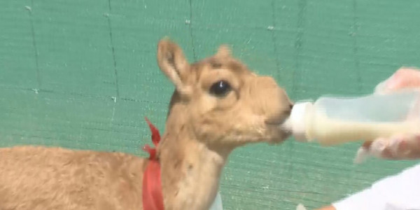 Елімізде 10 сәуірден бастап киік санағы жүргізіледі