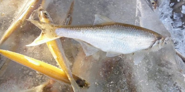 Балқашта балық қырылды