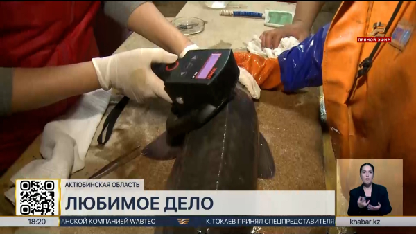 Ценные породы осетровых рыб выращивает пенсионер в Актобе