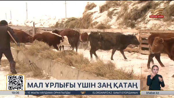 Жыл басынан бері 69 мал ұрлығы тіркелді