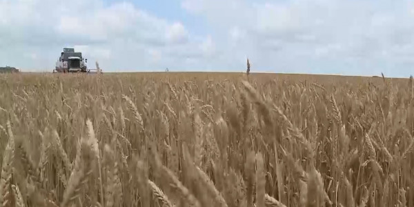 БҚО-да бидай бағасы арзандады