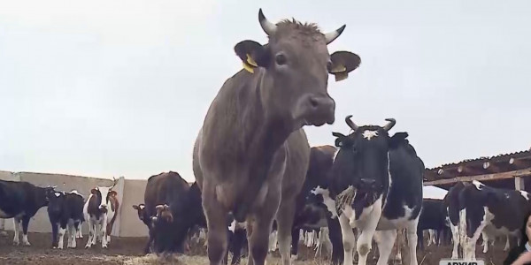 Более 20 уголовных дел заведено по факту хищения субсидий в АПК