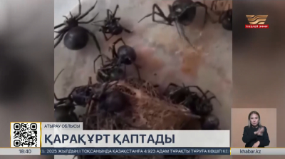 Атырау облысында қарақұрт қаптады