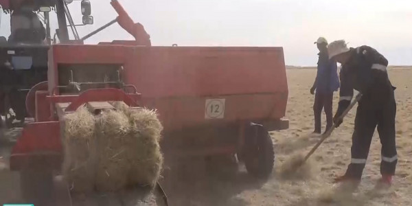 Шаруалар малға беретін шөп таппай отыр