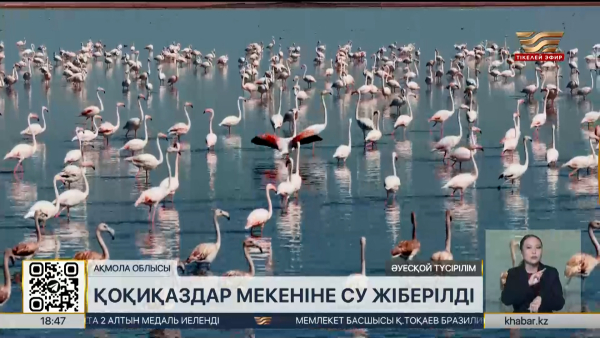 Қоқиқаздар мекендейтін Қорғалжын көліне су жіберілді