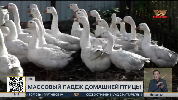 Домашняя птица массово гибнет в селе СКО