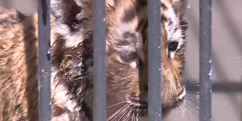 У амурских тигров появились двое детенышей в Карагандинском зоопарке