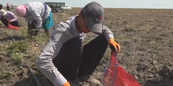 Даулы субсидия: мемлекет шаруадан қаржыны қайтаруды талап етуде