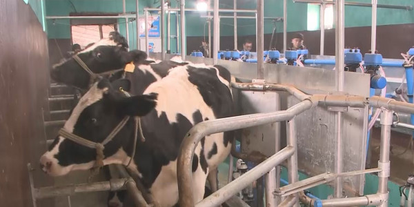 Түркістан облысында тауарлы сүт фермалары көбейіп келеді