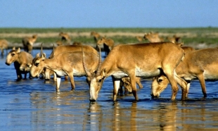 В Актобе за незаконный отстрел сайгаков задержаны двое мужчин