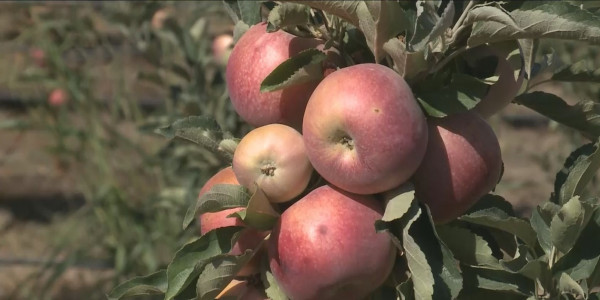 Түркістан облысында шаруалар жеміс-жидек теруге кірісті