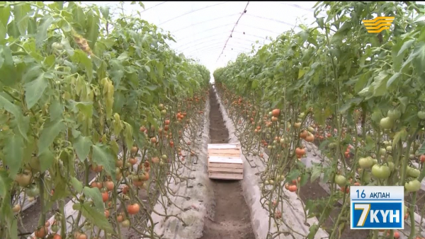 Азық-түлік қауіпсіздігі: &laquo;Трансгенді&raquo; өнімдердің генімізге әсері қандай?