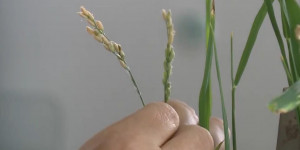Новый сорт риса «Айсара» вывели кызылординские селекционеры