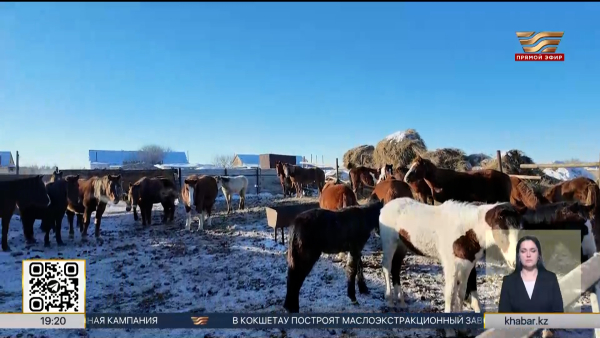 В сёлах Костанайской области создают кооперативы