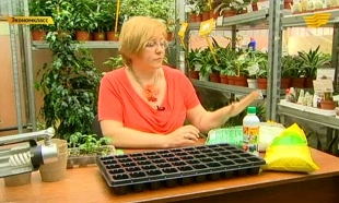 &laquo;Экономкласс&raquo;. На портале E-GOV можно получить более 700 услуг, цифровая реальность, экономика на грядке