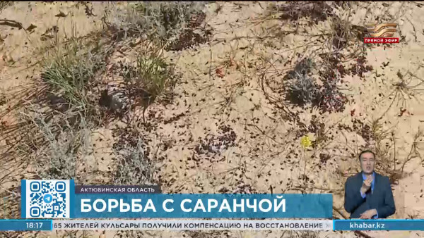 800 тысяч гектаров земли обработают против саранчи в Актюбинской области
