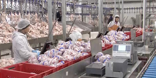 Алматы облысы фермерлері шығынға батты