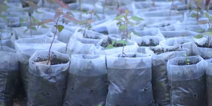 Озеленение: деревья высадили на 65 гектарах нацпарка «Бурабай»