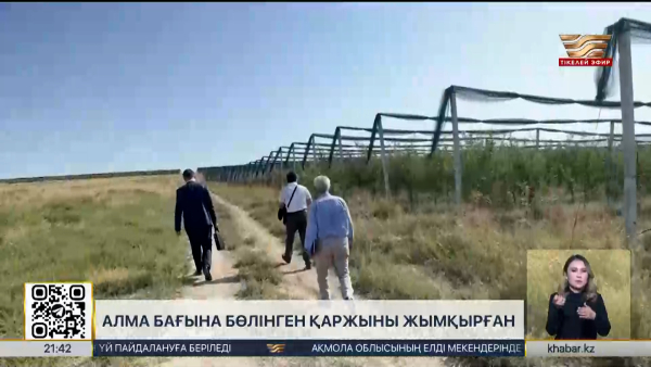 Шымкентте алма бағына бөлінген қаржы жымқырылды