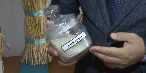 Күріштің сабаны мен қауызынан биокөмір өндіруге болады