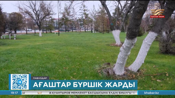 Павлодарда мамыргүл мен терек ағаштары бүршік жарып жатыр