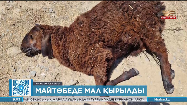 Жамбыл облысында мал қырылып жатыр