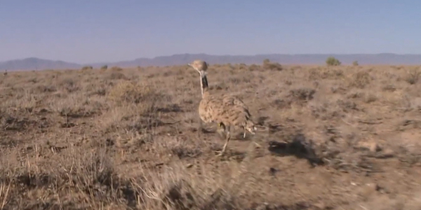 Арабским шейхам разрешили охотиться на краснокнижных птиц в Казахстане