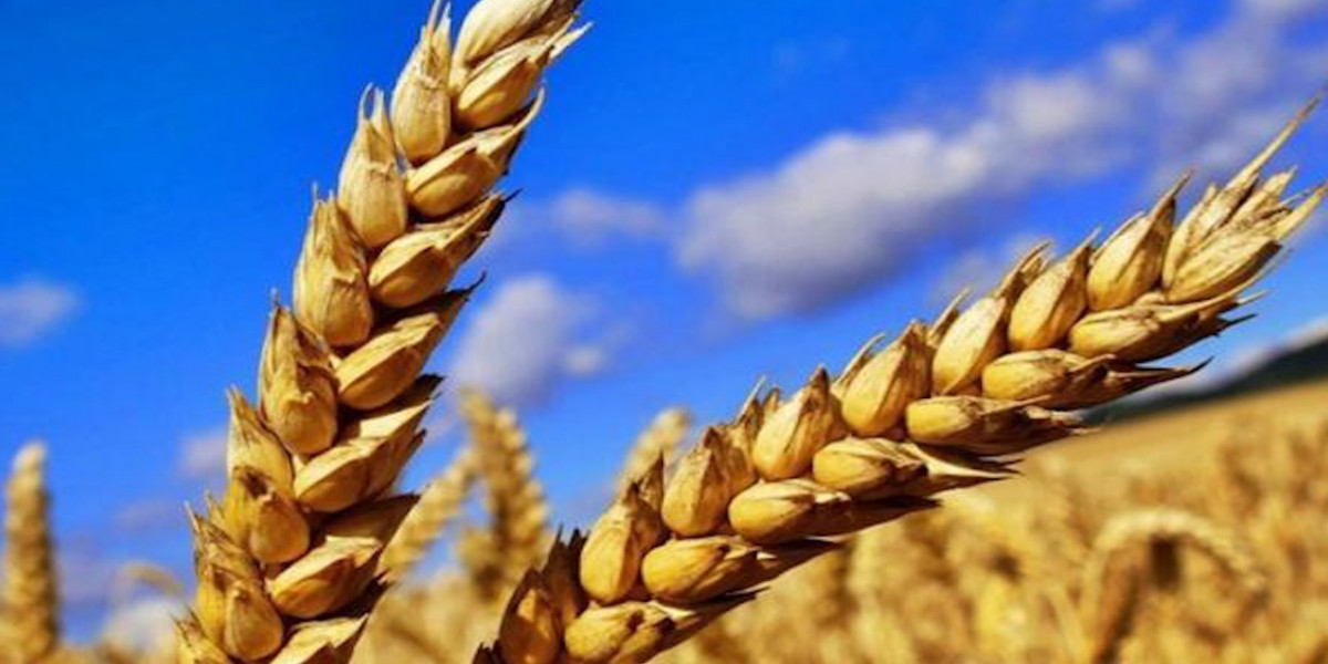 Острый дефицит пшеницы может возникнуть в Казахстане
