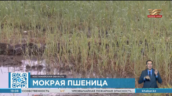 Неблагоприятная погода мешает аграриям начать уборку урожая в Костанайской области