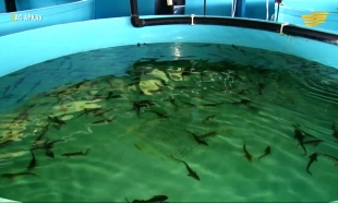 &laquo;Ас арқау&raquo;. Бекіре өсіру, кетчуп өндірісі