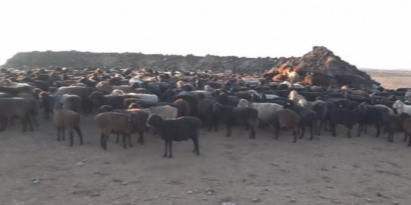 Атырауда қырдағы шаруа малына түз тағысы қырғидай тиіп жатыр